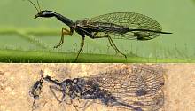 Открытие указывает на таинственную эволюцию известных хищных насекомых