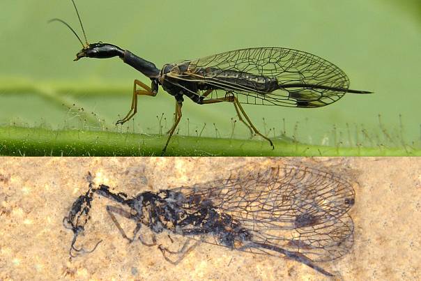 Открытие указывает на таинственную эволюцию известных хищных насекомых