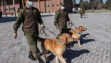 Чилийская полиция учит собак находить Covid-19 по запаху