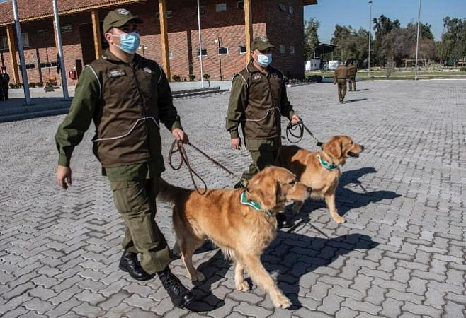 Чилийская полиция учит собак находить Covid-19 по запаху