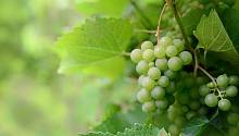 Ученые доказали, что виноград увеличивает разнообразие биома кишечника и снижает уровень холестерина
