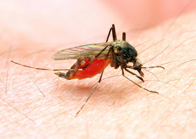 Новая вакцина защищает от малярии с эффективностью 77%