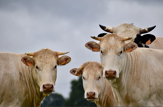 Водоросли в качестве корма для коров помогут в борьбе с изменениями климата