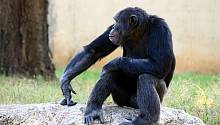 Шимпанзе создают рок-музыку, кидая камни в деревья