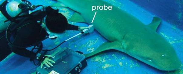 Нерожденные акулы путешествуют между матками и пожирают своих братьев и сестер 
