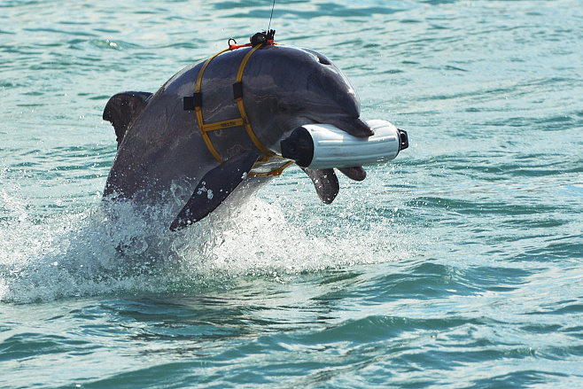 Миролюбивые бойцы: как готовили боевых дельфинов в СССР