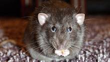 Крысы обмениваются информацией об опасности взаимным образом