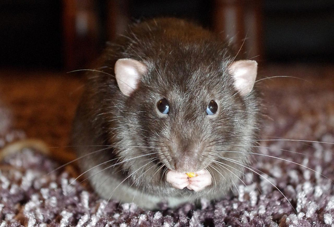 Крысы обмениваются информацией об опасности взаимным образом