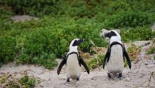 Звуки пингвинов поддаются законам человеческого языка