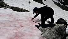 Загадочное появление розового снега в Альпах может иметь катастрофические последствия