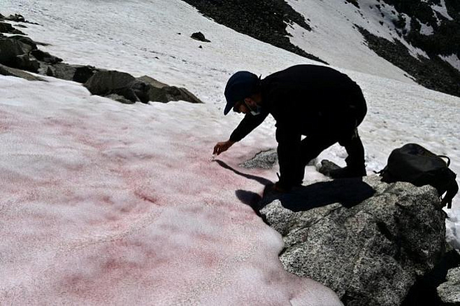 Загадочное появление розового снега в Альпах может иметь катастрофические последствия