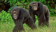 Шимпанзе, ведущие здоровый образ жизни, не подвержены риску развития сердечно-сосудистых заболеваний