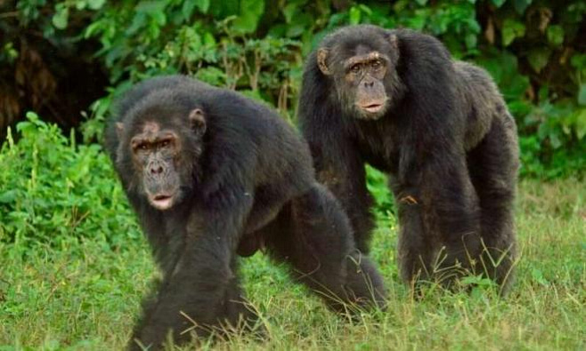 Шимпанзе, ведущие здоровый образ жизни, не подвержены риску развития сердечно-сосудистых заболеваний