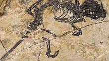 В Китае найдены останки древнего млекопитающего с необычным строением ушей