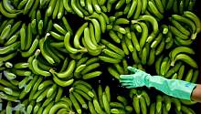 Банановая болезнь, развивающаяся из-за изменения климата