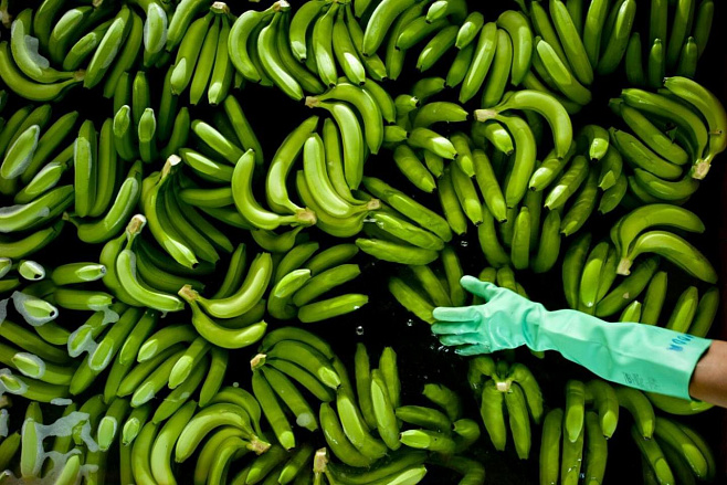 Банановая болезнь, развивающаяся из-за изменения климата