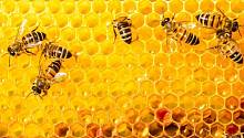 Пчелы знают, что шесть больше четырех