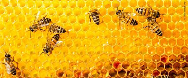 Пчелы знают, что шесть больше четырех