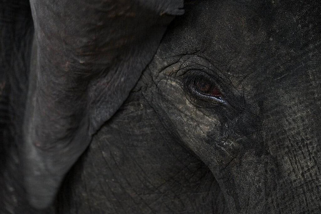 Сегодня в центральной части Шри-Ланки были найдены еще три мертвых слона