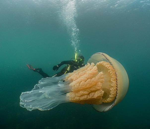 Фото аномально большой медузы, достигшей человеческих размеров