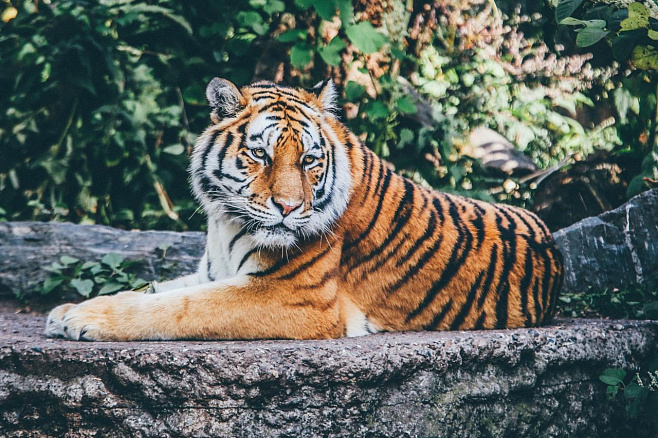 Тигрица из нью-йоркского зоопарка получила положительный результат на COVID-19