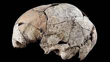 Археологи обнаружили древний череп с ранними свидетельствами хирургии уха 