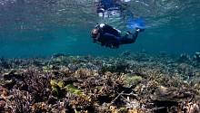 «Песни» рыб указали на успех в восстановлении коралловых рифов