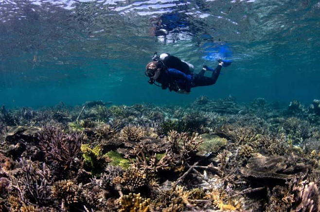 «Песни» рыб указали на успех в восстановлении коралловых рифов