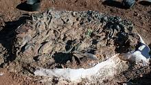 В Аргентине нашли останки неизвестных динозавров