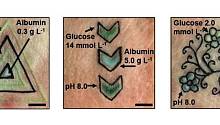 Невероятные татуировки меняют цвет при изменении уровня глюкозы