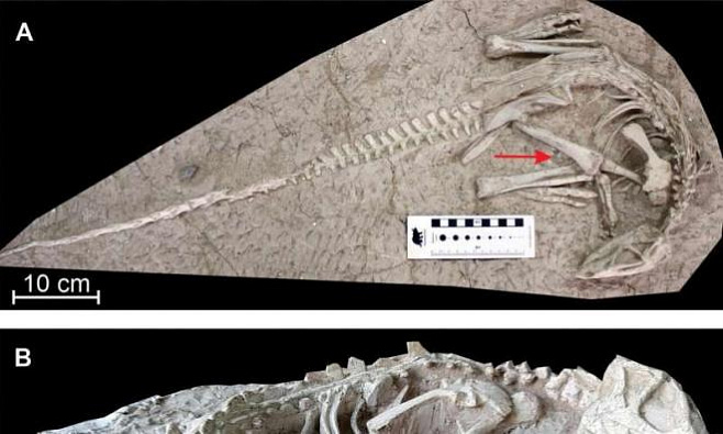 В Китае обнаружены останки динозавров ранее не известного вида