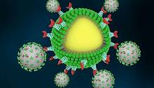 Созданы «наноловушки», захватывающие и убивающие коронавирус