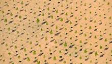 Биоэнергетические плантации угрожают продовольственным культурам, предупреждает ООН