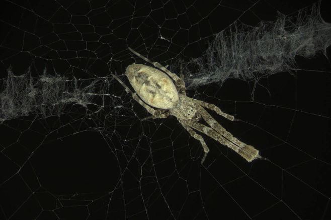 ИИ помог заснять движения пауков при плетении паутины