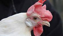 Генномодифицированные курицы устойчивы к распространенному вирусу  