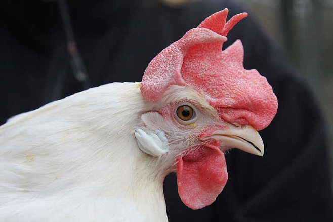 Генномодифицированные курицы устойчивы к распространенному вирусу  