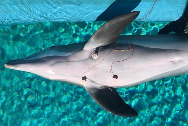 Чтобы избежать кессонной болезни, дельфины сознательно замедляют сердцебиение перед нырянием 