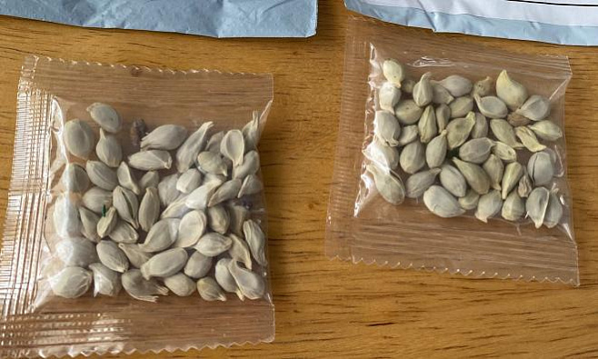 Американцы получают по почте загадочные семена, предположительно, из Китая