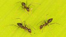 Коллективная сплоченность муравьев помогает им преодолевать препятствия