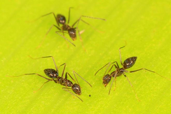 Коллективная сплоченность муравьев помогает им преодолевать препятствия