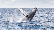 Численность горбатых китов увеличилась