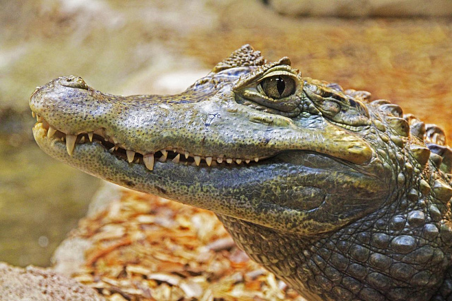 Оказывается, крокодилы могут бегать галопом