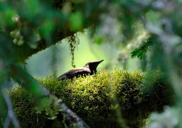 Эти птицы строят гнёзда там, где слышат больше голосов своих сородичей
