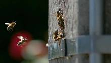 В Европе до сих пор существуют дикие пчёлы