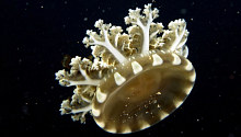 Гавайская медуза научилась «бомбить» добычу