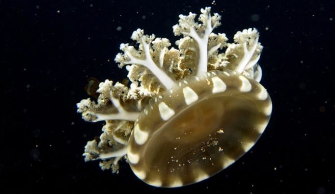 Гавайская медуза научилась «бомбить» добычу