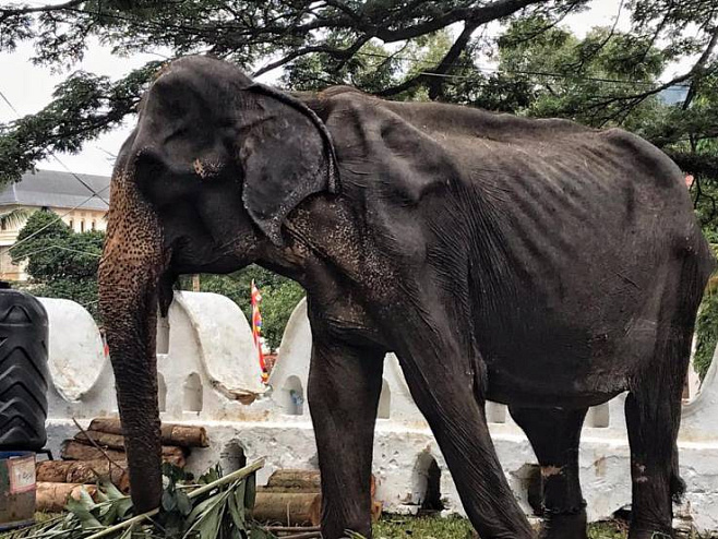 70-летнюю истощенную слониху, выступавшую на фестивале на Шри-Ланке, отправят на лечение
