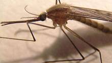 В Финляндии обнаружен комар, потенциально способный переносить малярию