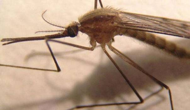В Финляндии обнаружен комар, потенциально способный переносить малярию