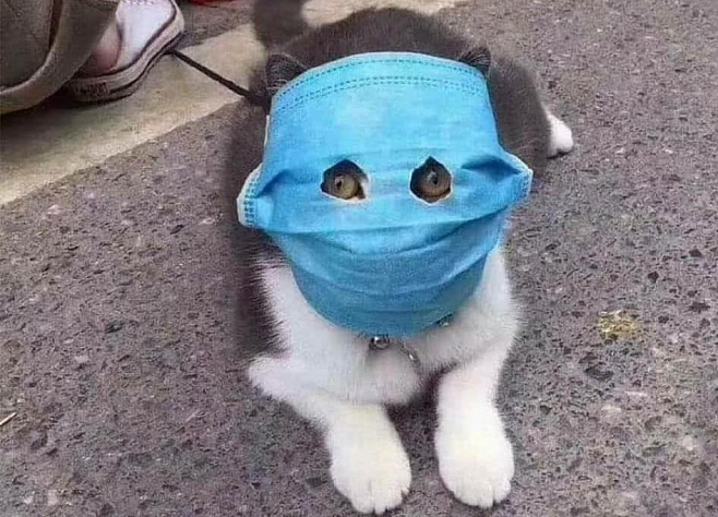  В Китае кошки тоже носят маски для лица, чтобы защититься от вируса